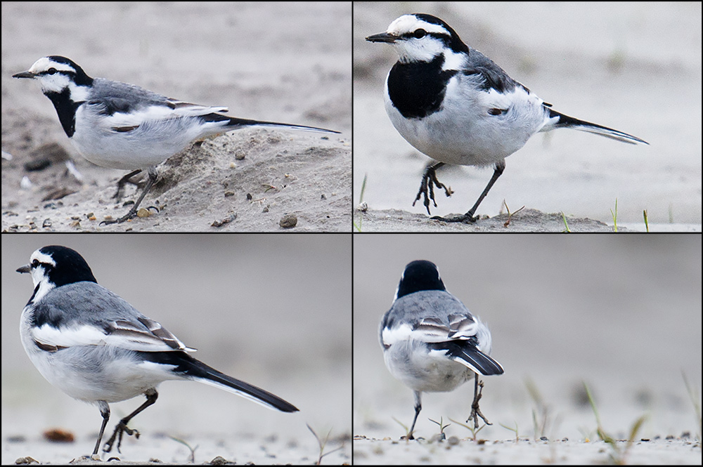 White Wagtail Motacilla alba lugens