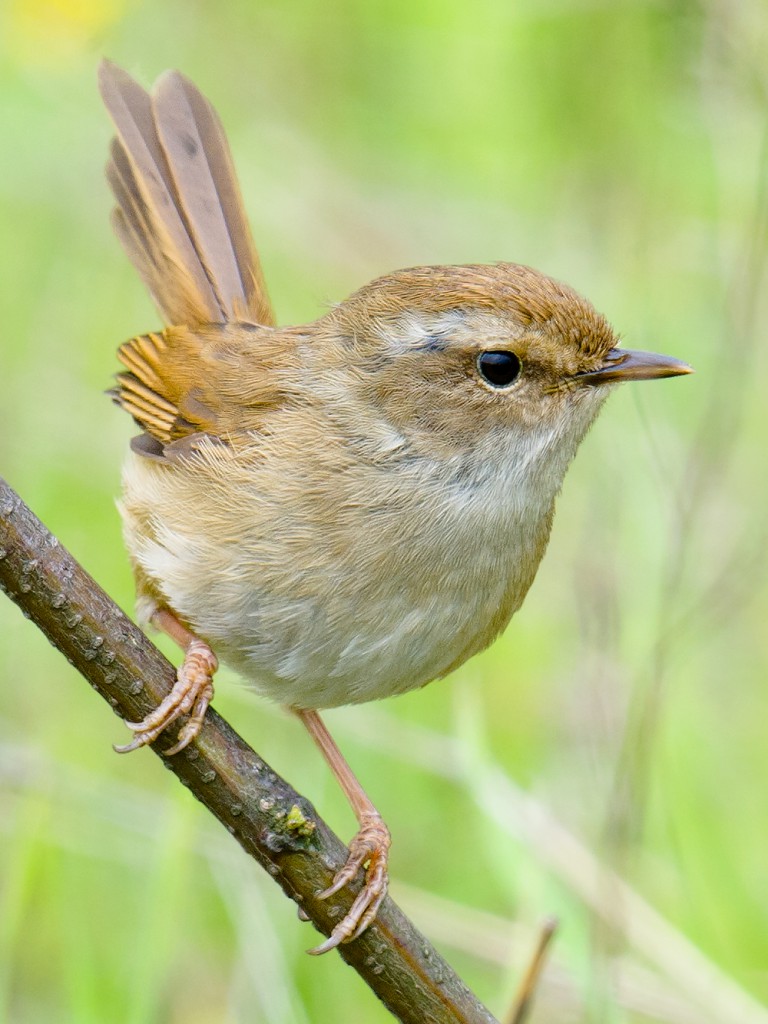 Brown-flanked Bush Warbler, Lesser Yangshan, 9 April 2015.