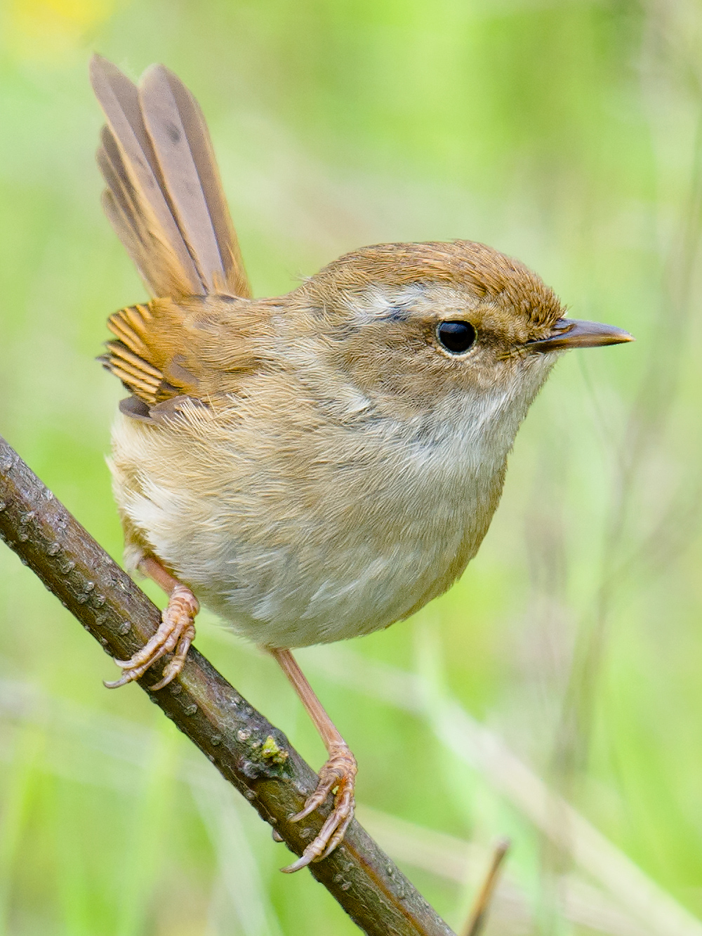 Brown-flanked Bush Warbler