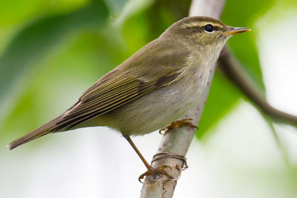 This is an image of Arctic Warbler whose voice I sound-recorded at Yangkou (Rudong) Jiangsu, China, 16 May 2015.