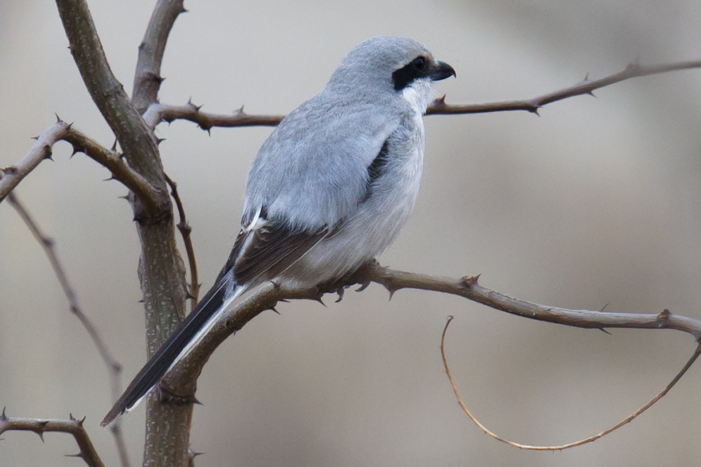 Chinese Grey Shrike