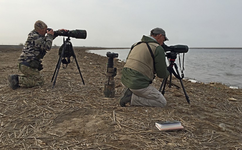 Kai Pflug (L) and Craig Brelsford viewing Black-necked Grebe, Chongming Island, Shanghai, 18 March 2016. Photo shows our arrangement well. Kai emphasizes photography, using his incredible new 800 mm F/5.6 lens. Craig is still in the photo game (see camera to his left) but is focusing more these days on bird ID, as evidenced by his use of his Swarovski ATX-95 spotting scope. Photo by Elaine Du.