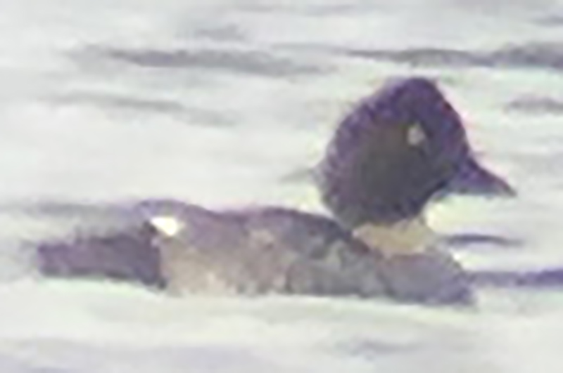 Common Goldeneye