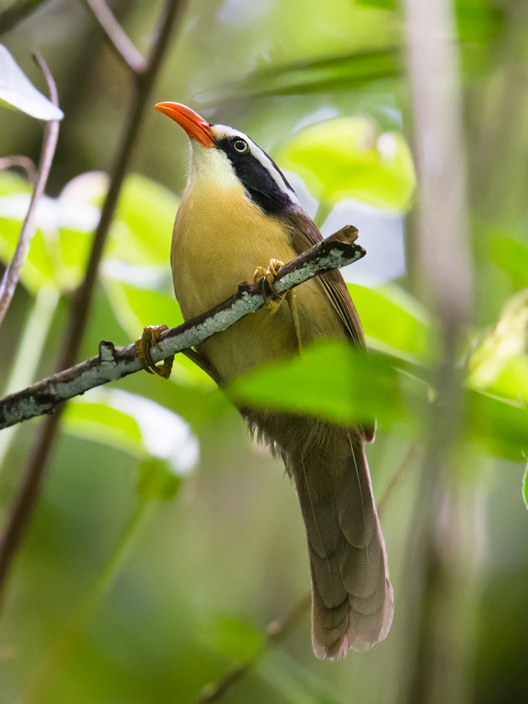 Coral-billed Scimitar Babbler