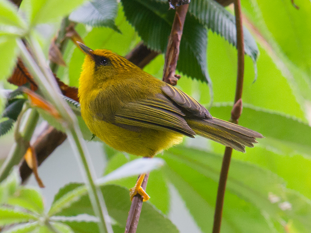 Golden Babbler