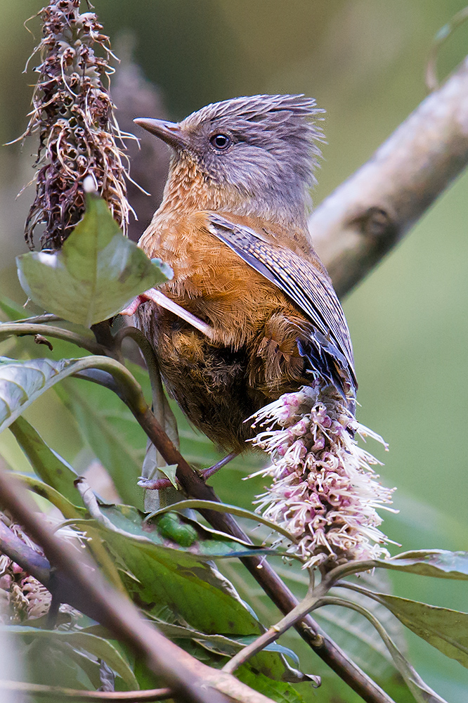 Streak-throated Barwing