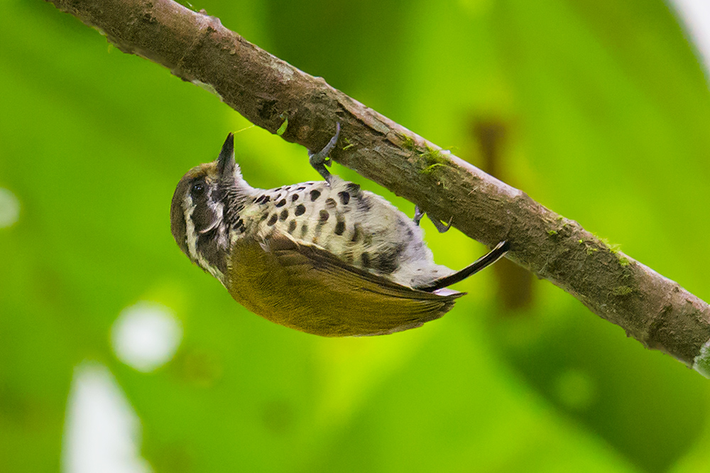 Speckled Piculet