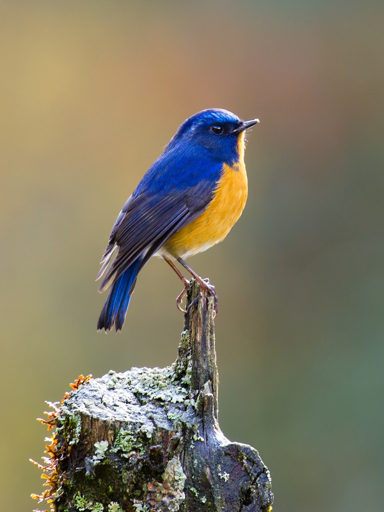 Rufous-breasted Bush Robin