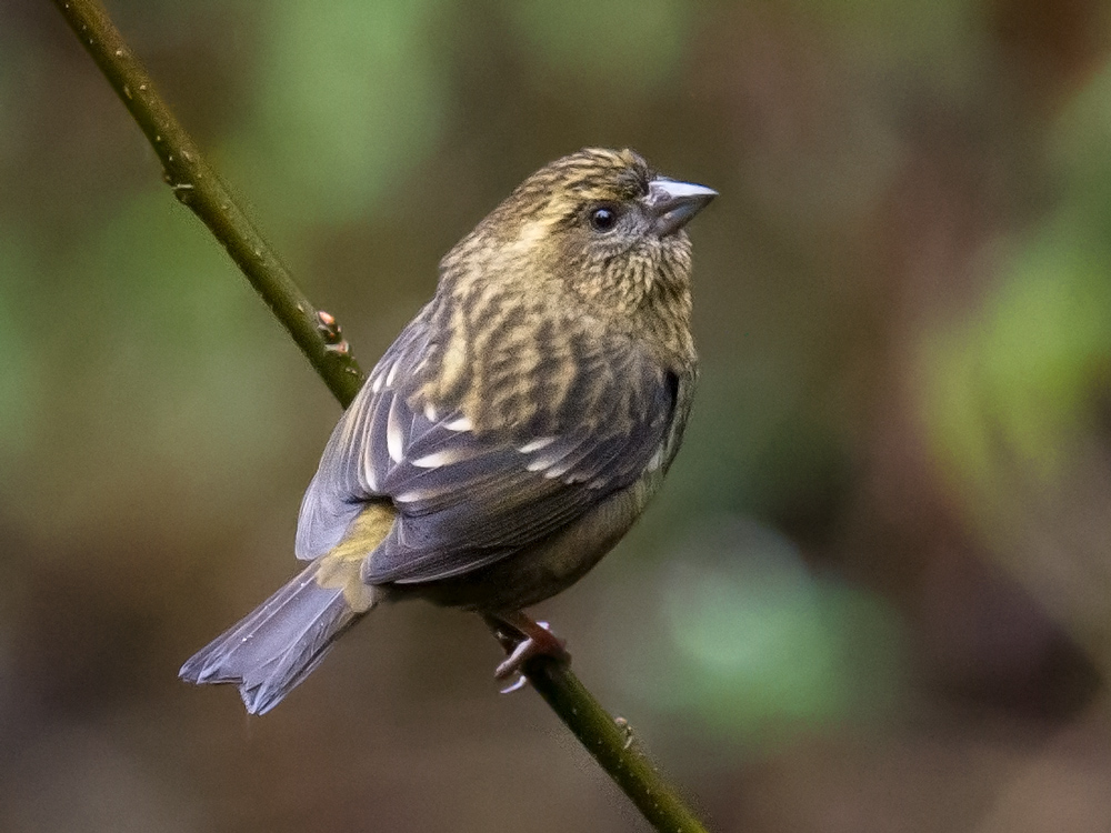 Dark-rumped Rosefinch