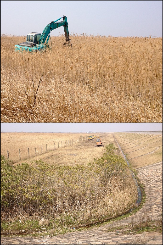 Digging machines at work at Nanhui, 12 March 2016. A scheme is under way to replace dozens of acres of reed-bed habitat with tree plantations. The loss of the reed beds will be yet another disaster for the Reed Parrotbill, Brown-cheeked Rail, Pallas's Reed Bunting, and other species dependent on reed beds, just as the drying up of nearby ponds and marshes has been bad news for species such as Black-faced Spoonbill and Oriental Stork. It is amazing to me that the city planners fail to see the value of the Nanhui wetlands and reed beds. Everywhere there is this desire to change, to alter, to transform. Photos by Elaine Du.