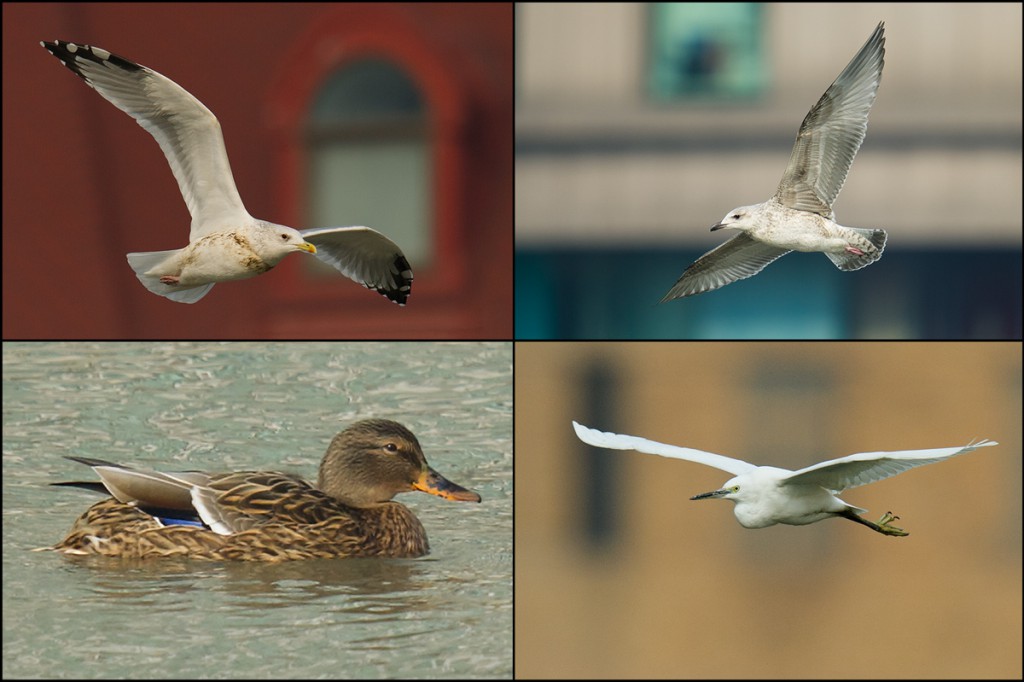 birds of the Bund