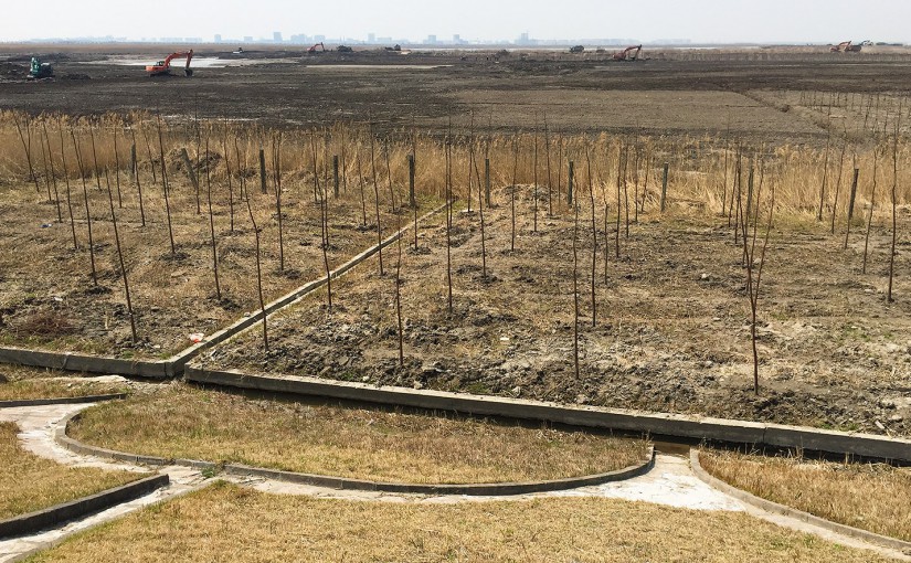 Where Black-faced Spoonbill once foraged, digging machines now crawl, transforming critical reed-bed and marshland habitat into an artificial forest. Looming in the background is the brand-new satellite city, Lingang. Nanhui, Shanghai, 26 March 2015.