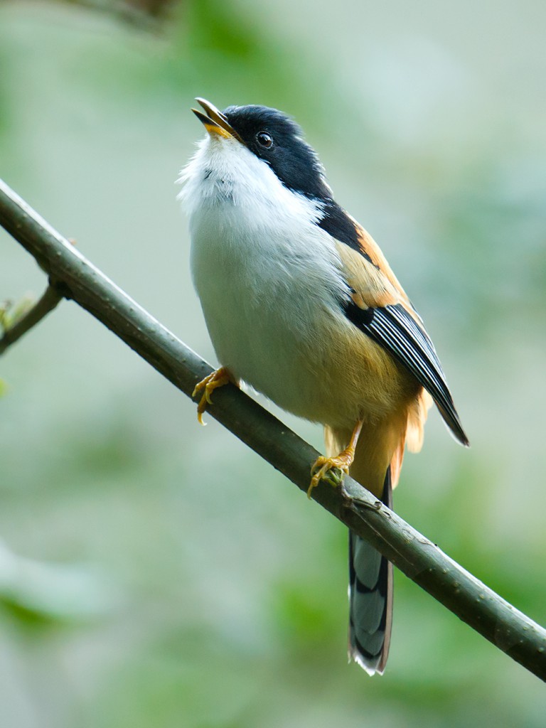 Rufous-backed Sibia