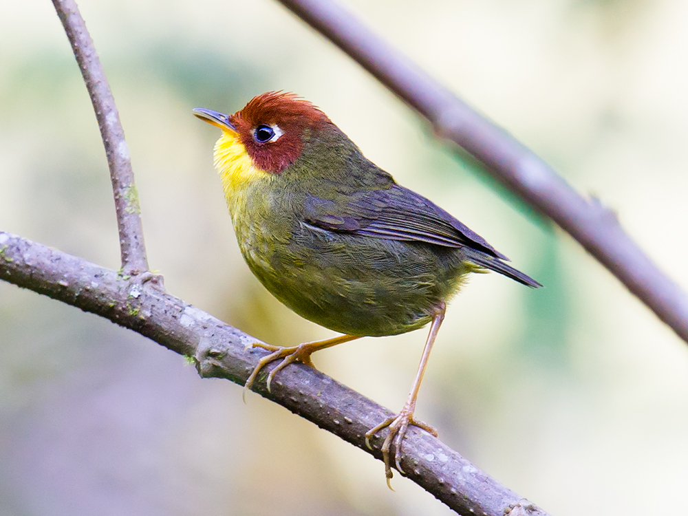 Chestnut-headed Tesia