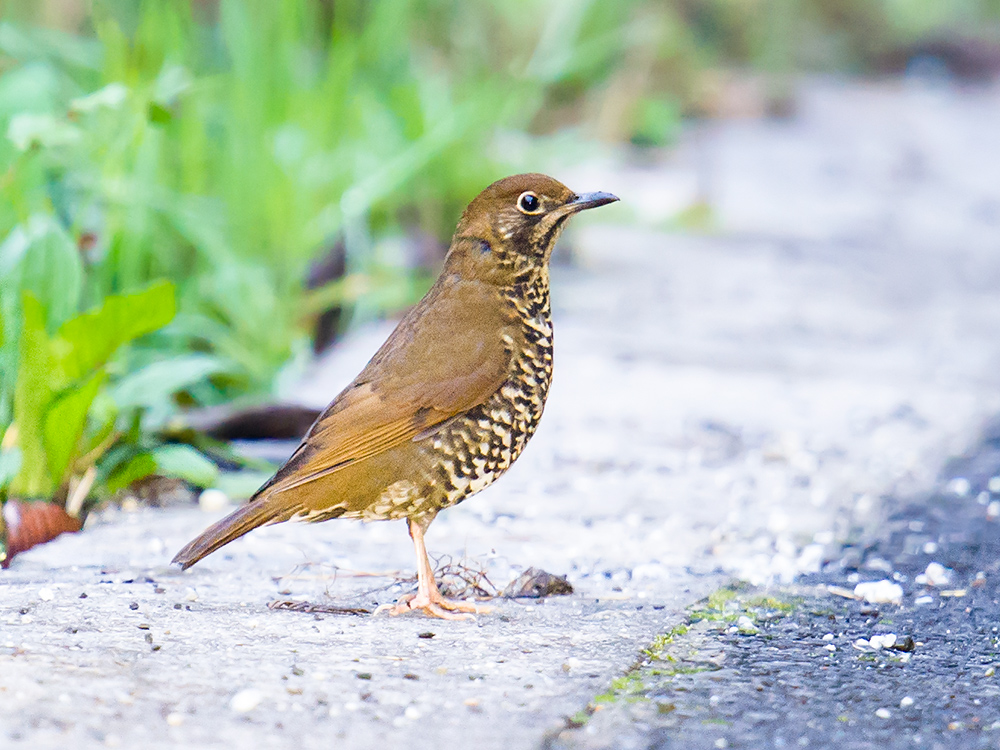 Himalayan Thrush