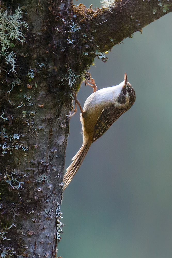 Rusty-flanked Treecreeper