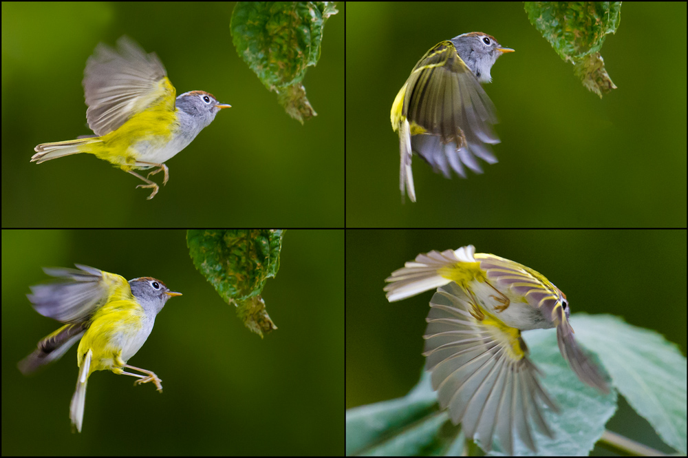 Chestnut-crowned Warbler