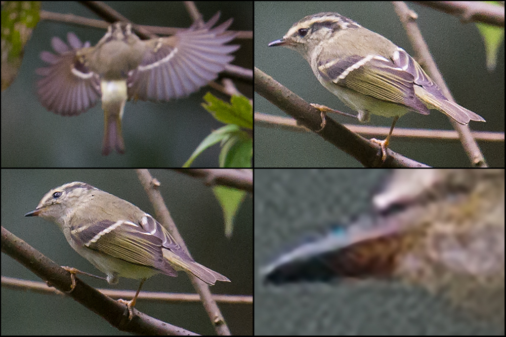 Sichuan Leaf Warbler