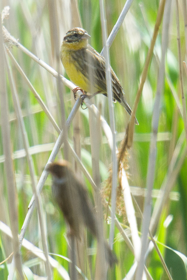 Yellow-breasted Bunting