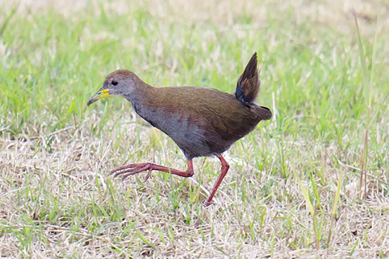 Around sunset, this Brown Crake emerged onto the grassy base of the sea wall to forage. I had never noted Brown Crake in Shanghai. Nanhui, 10 April 2016.