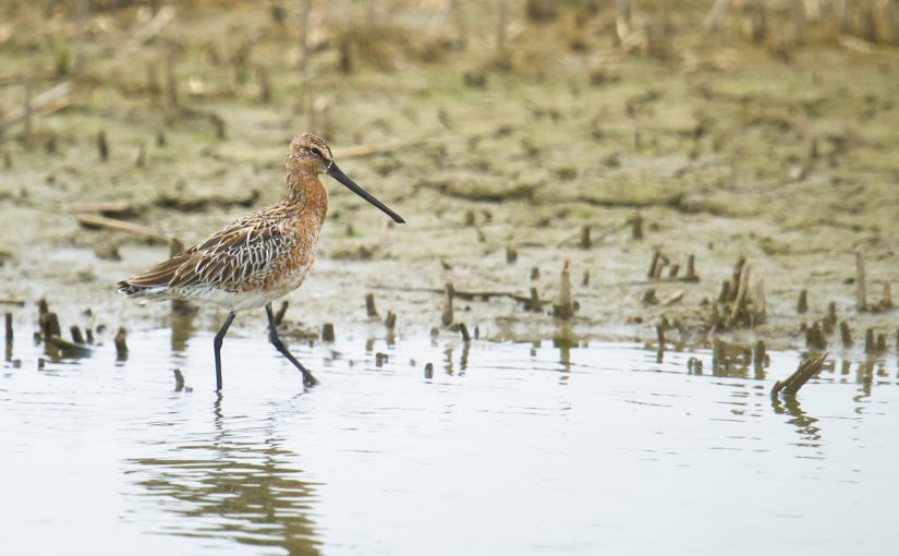 Asian Dowitcher, Nanhui, Shanghai, 24 April 2016. Listed as near-threatened by the IUCN, Limnodromus semipalmatus breeds in Siberia, Mongolia, and Heilongjiang occurs on passage in the Shanghai area.