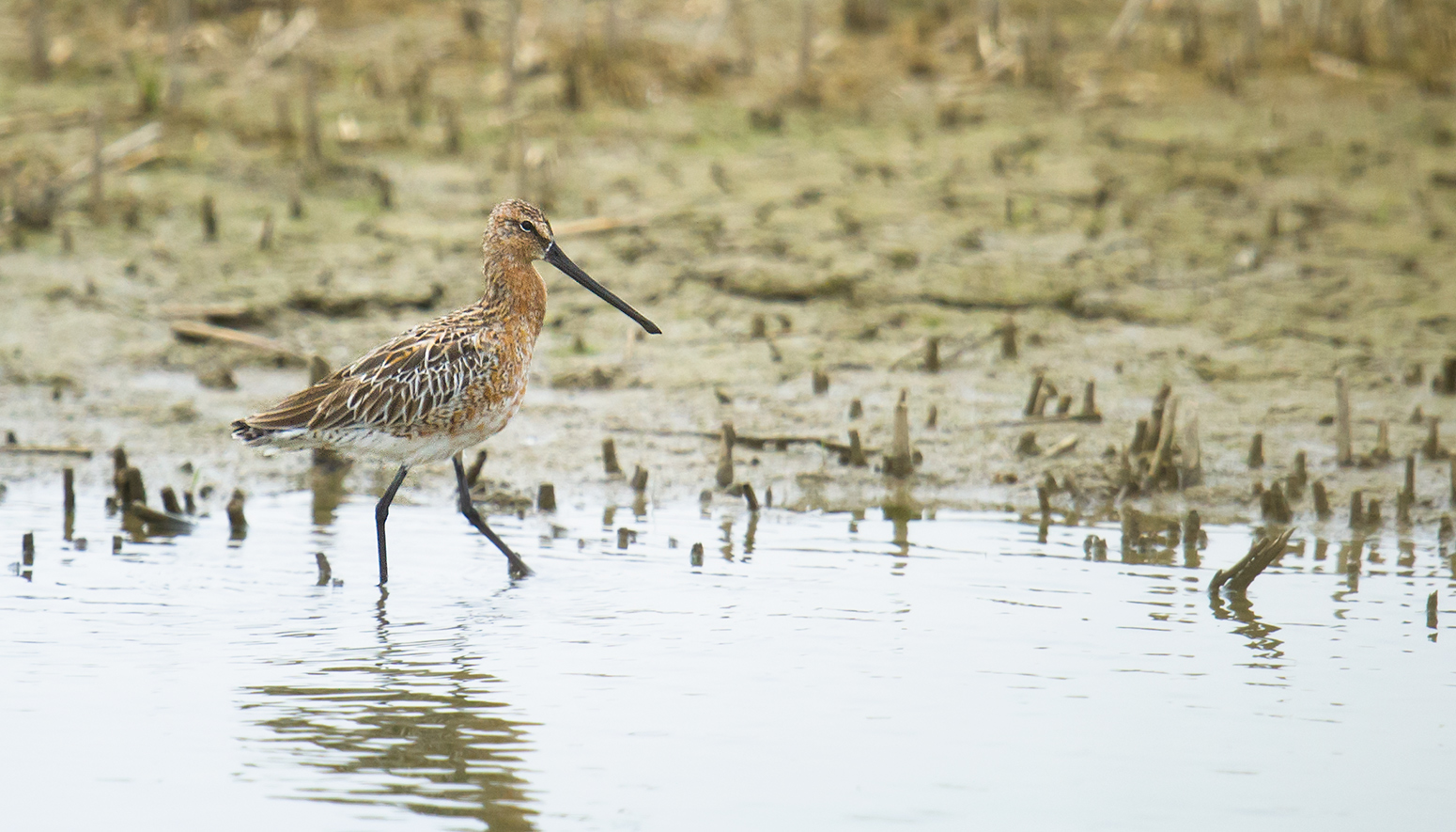 Asian Dowitcher