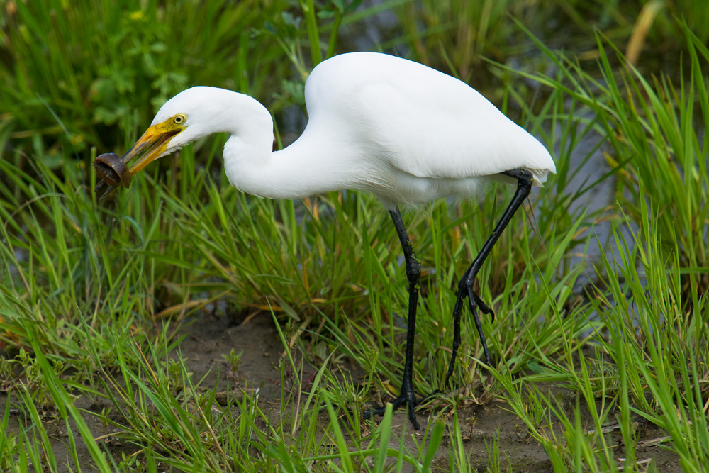 Intermediate Egret