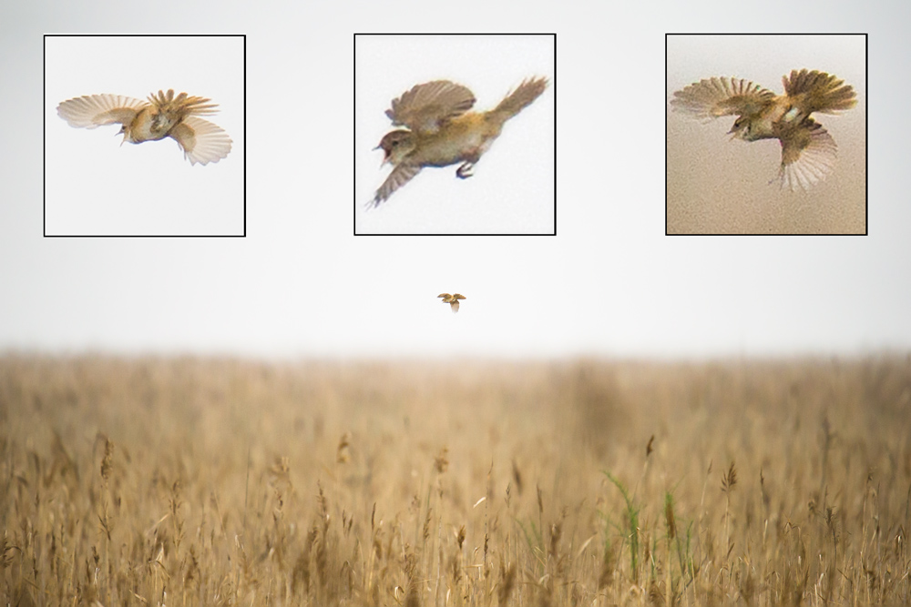 Marsh Grassbird performing song flight at Nanhui, Shanghai, 10 April 2016.