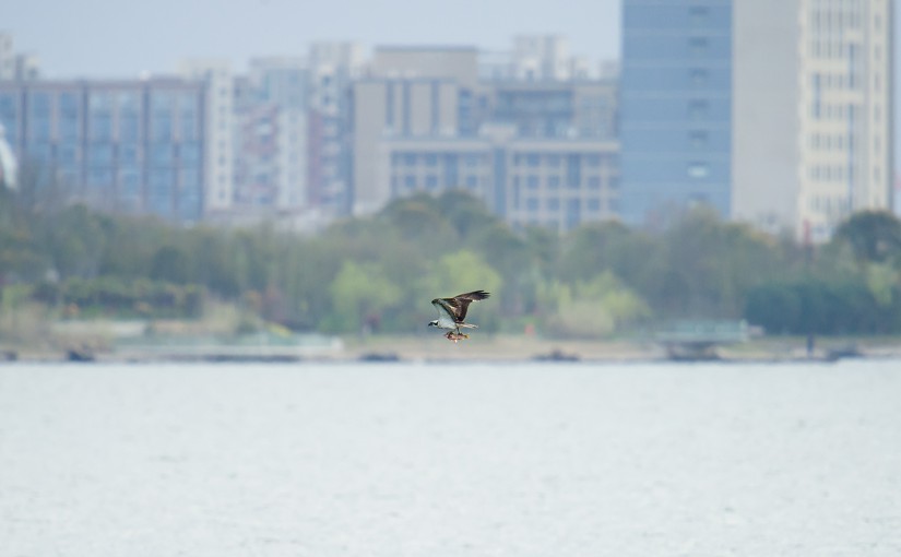 Western Osprey carries a fish while flying over Dishui Lake in Shanghai, Mon. 4 April 2016. Lingang a satellite city that did not exist 10 years ago, looms in the background.