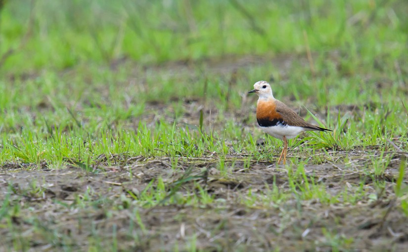 Oriental Plover, Hengsha Island, Shanghai, 9 April 2016.