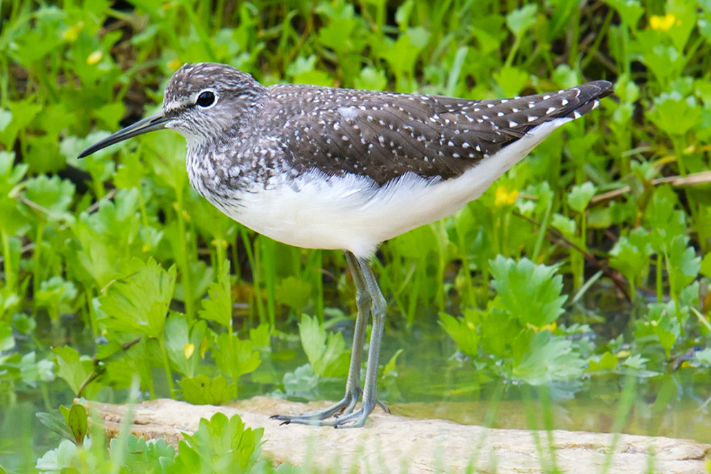 Green Sandpiper