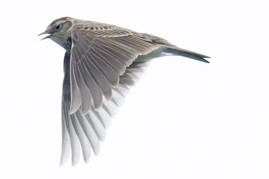 Oriental Skylark