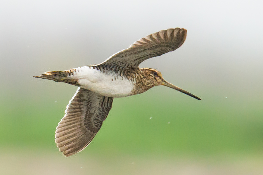 Common Snipe