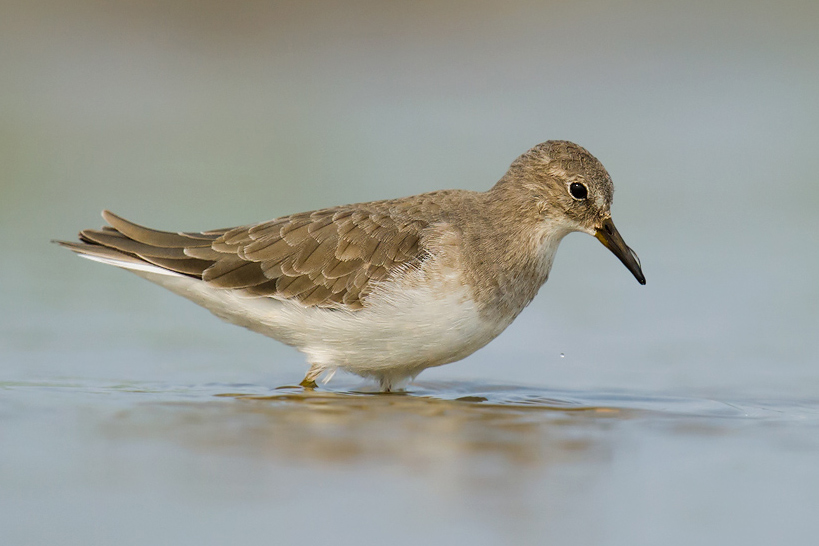 Temminck's Stint