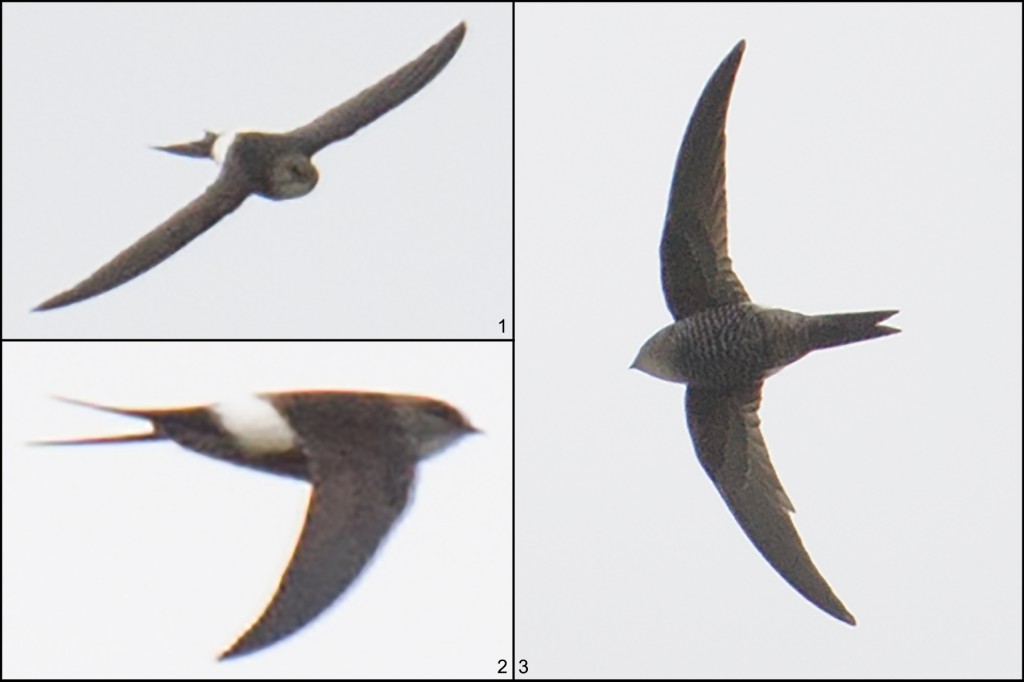 Pacific Swift