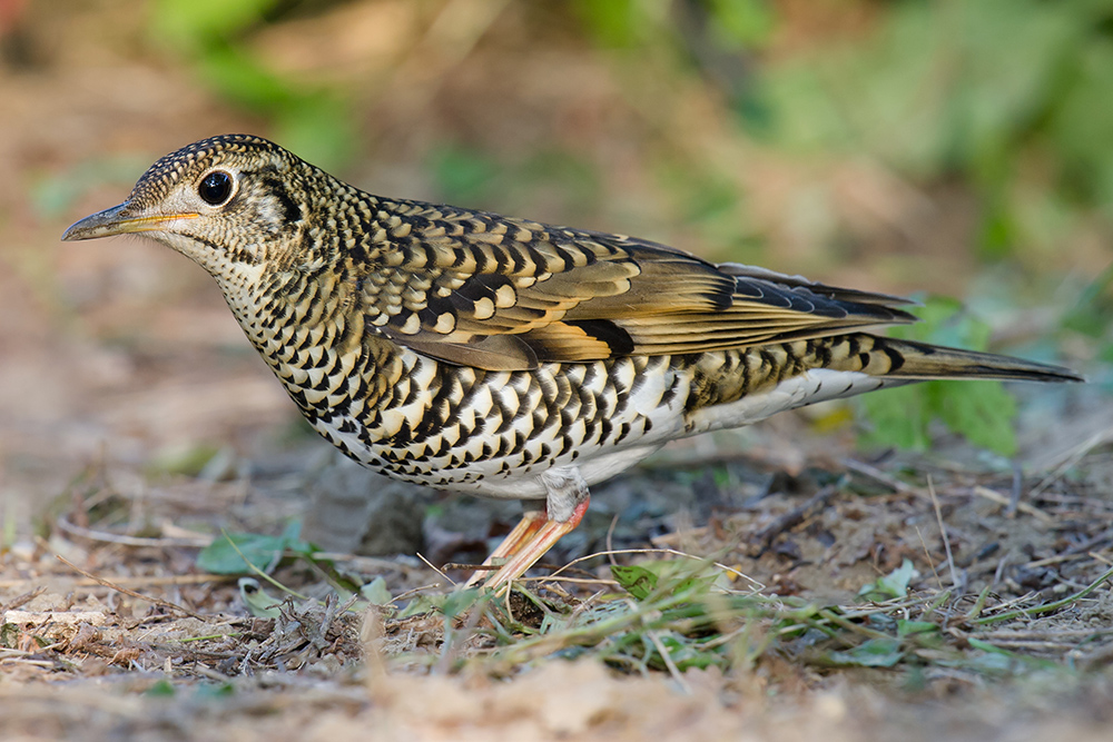 White's Thrush