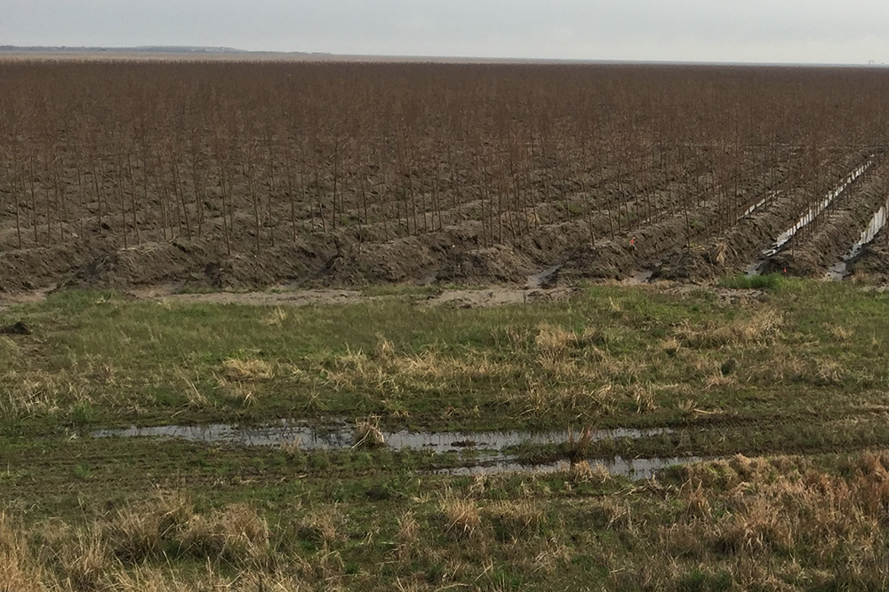 new trees on Hengsha