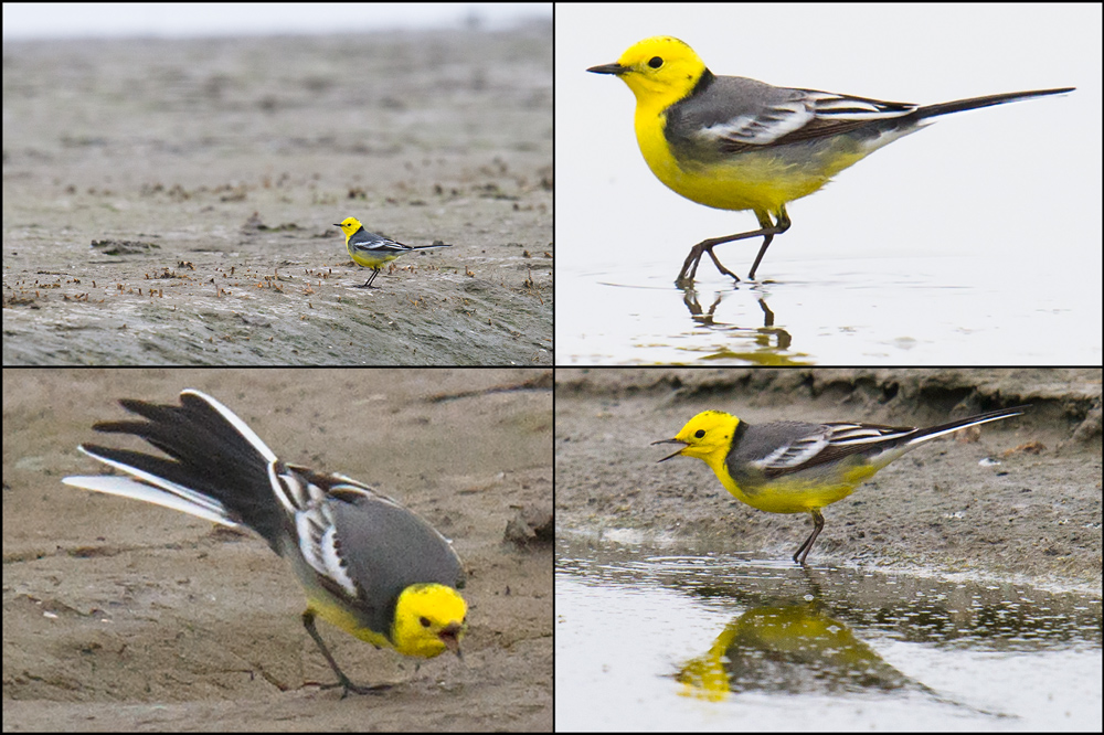 Citrine Wagtail