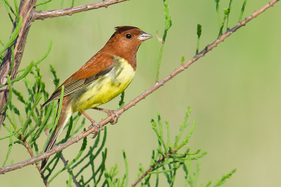 Chestnut Bunting