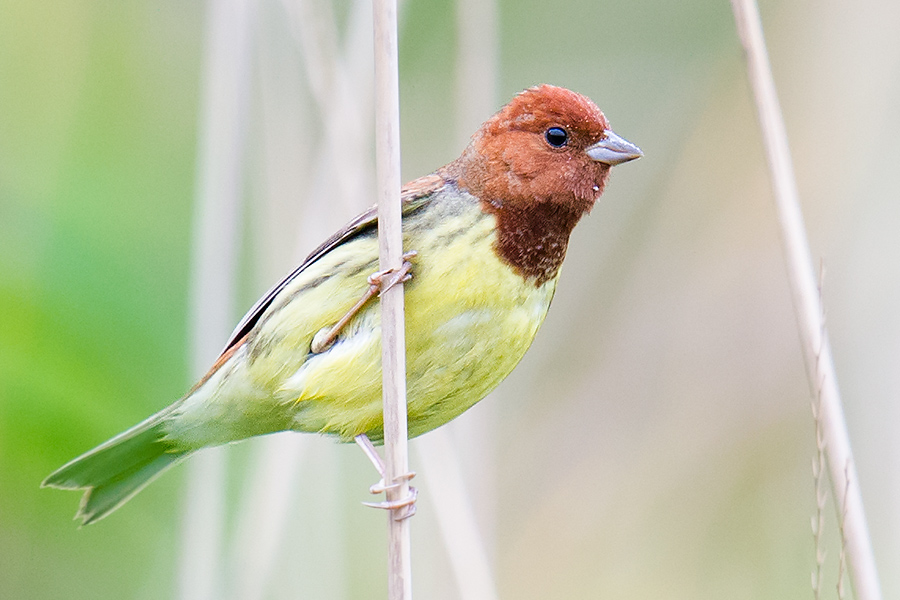 Chestnut Bunting