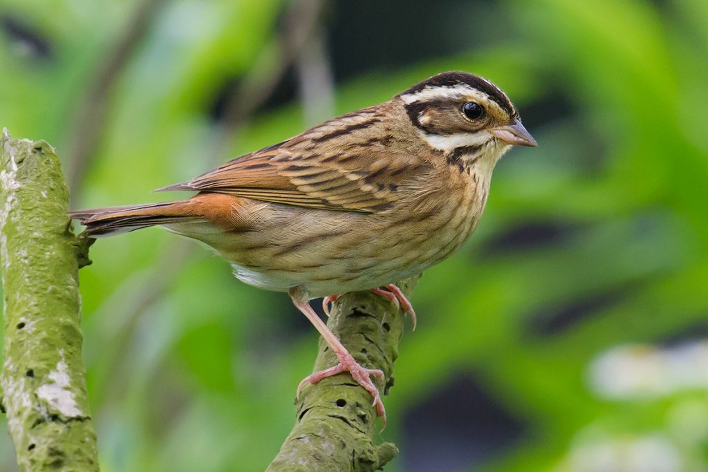 Tristram's Bunting