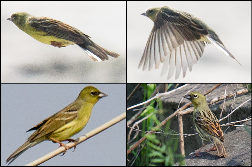 Yellow Bunting Emberiza sulphurata