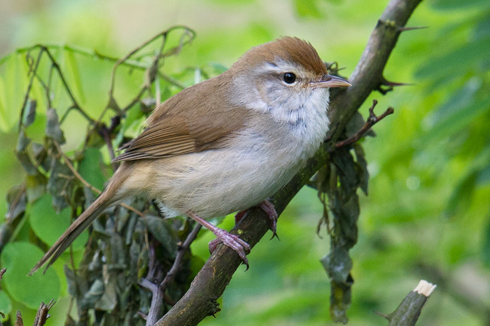Japanese/Manchurian Bush Warbler