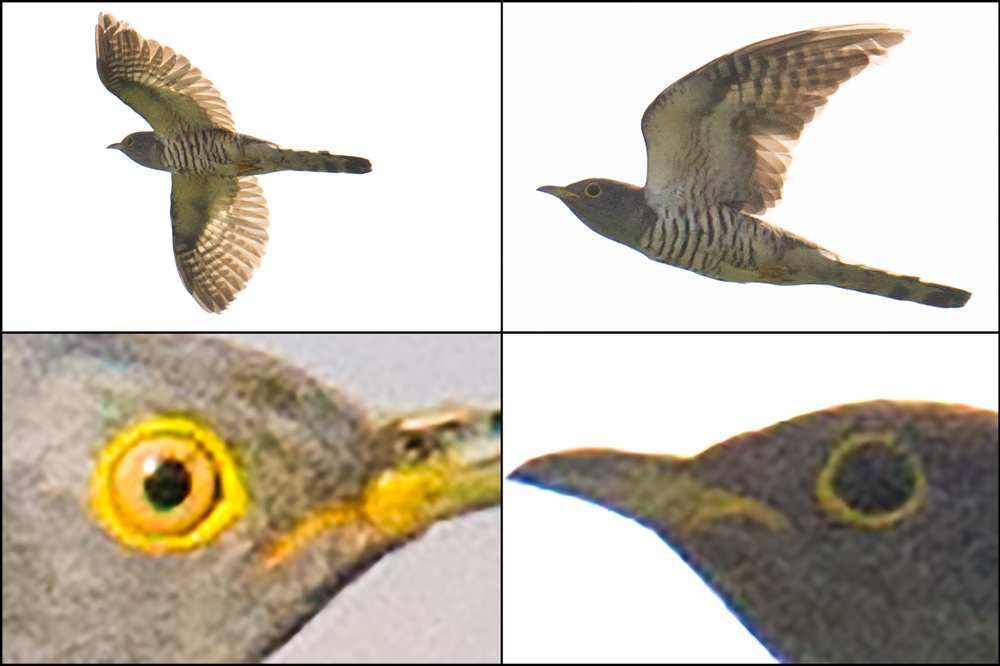 Comparison of Indian Cuckoo and Common Cuckoo