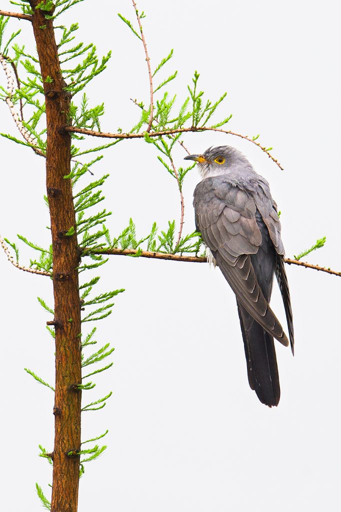 Cuculus cuckoo