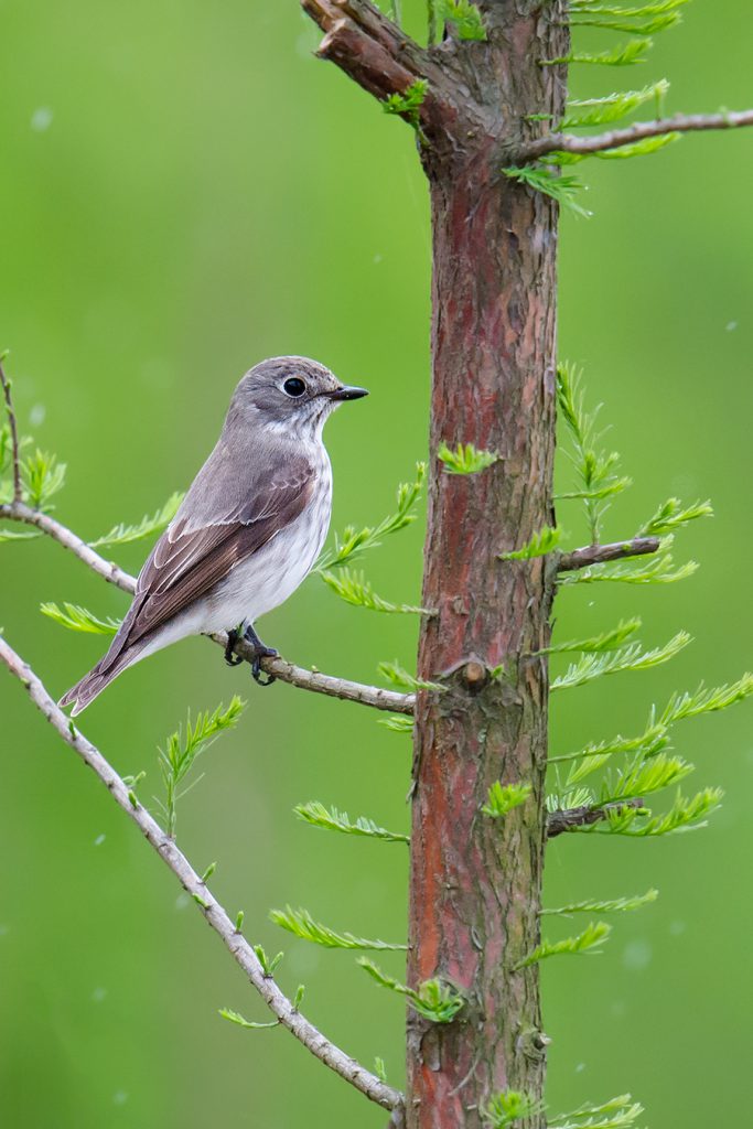 Grey-streaked Flycatcher