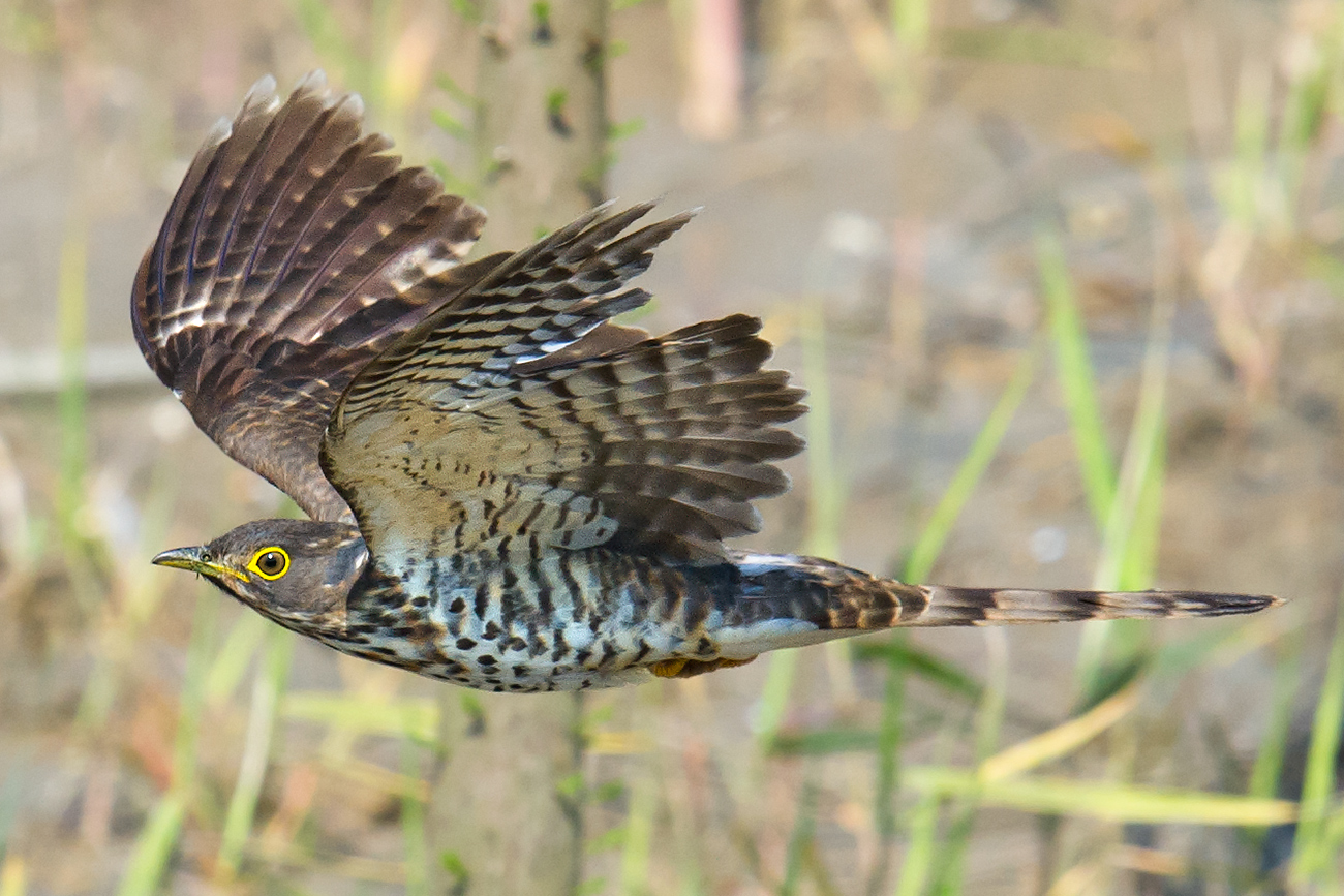 Large Hawk-Cuckoo