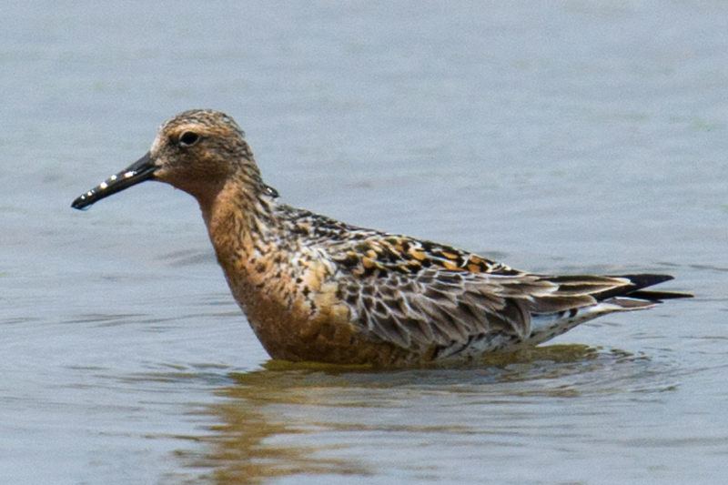 Red Knot
