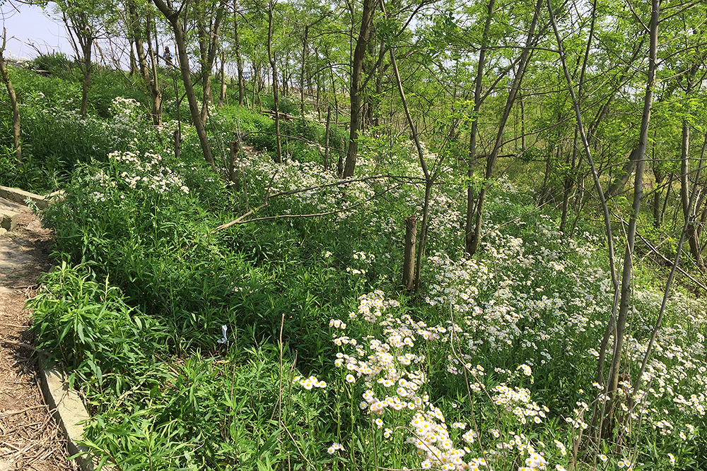 Microforest