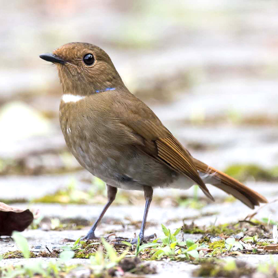 Fujian Niltava, Magic Parking Lot, Nanhui, 11 May 2016. First record for Shanghai. Photo by Kai Pflug.